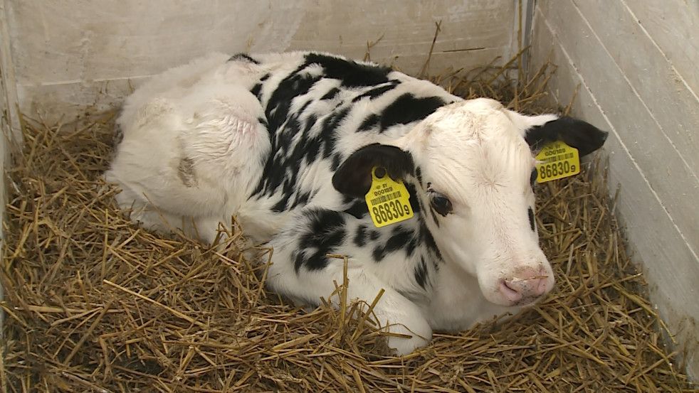 Прокуратура Могилёвской области проверяет предприятия АПК для сохранности КРС зимой