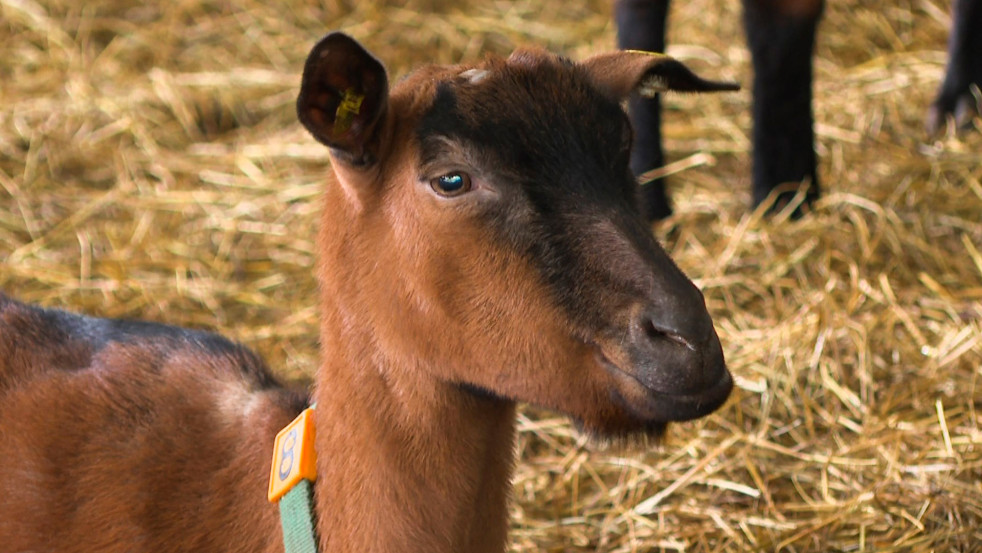 Могилевское госплемпредприятие: ставка на генетику и высокие надои
