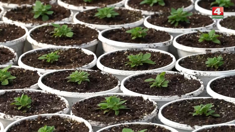 Цветочное настроение: как деревенька готовится к новому сезону