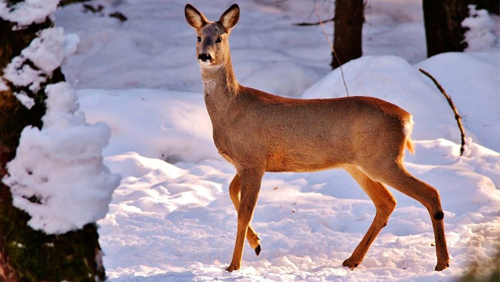Как люди помогают диким животным пережить трудные продовольственные времена