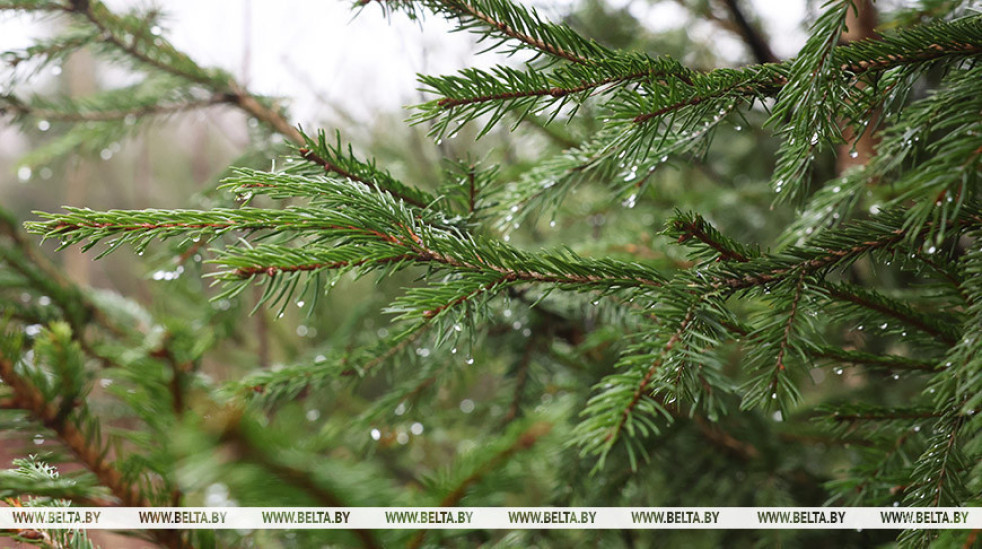 Елочные базары заработают в Могилевской области 20 декабря