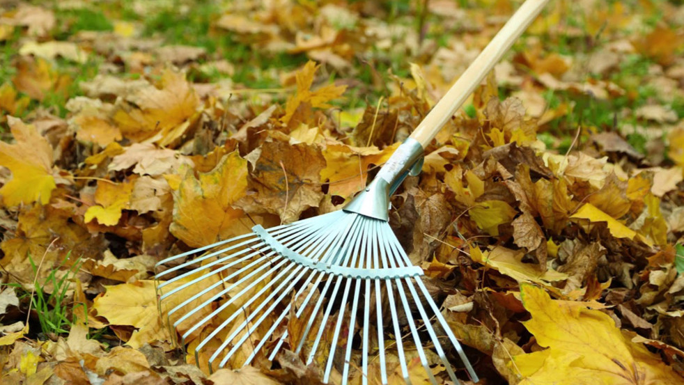 Могилёв готов к зиме: молодёжь и волонтёры благоустраивают сквер