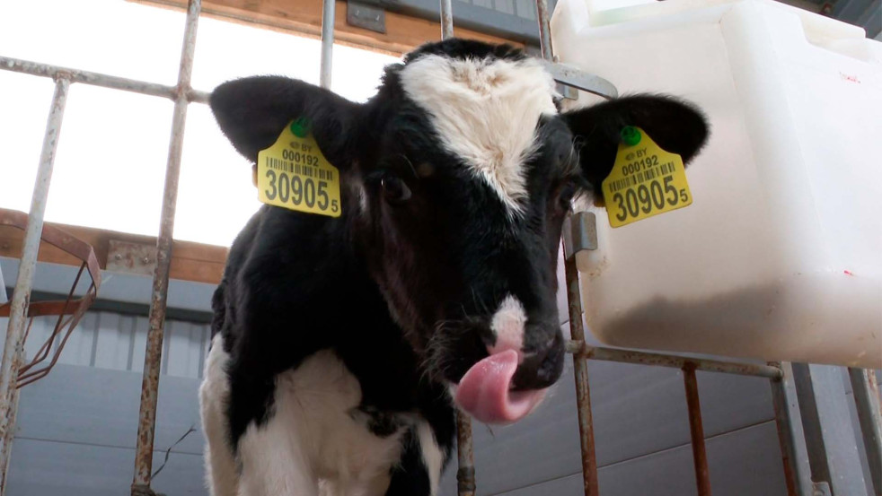 Хозяйский подход и контроль качества: как на МТК «Красулино» добились успеха в животноводстве