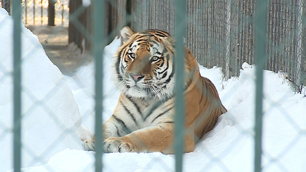 Зимовка в Могилёвском зоосаде: как лев, тигр и медведи переживают морозы