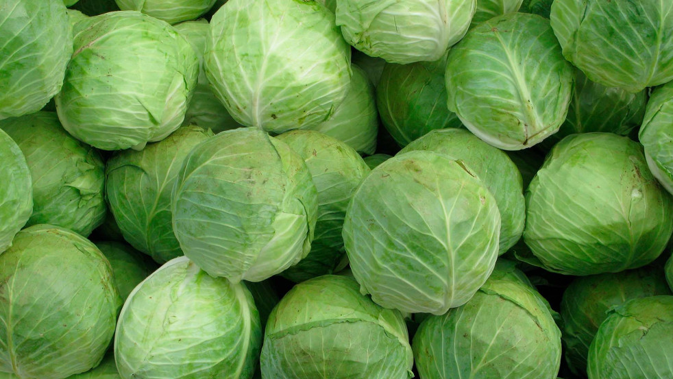 18 тысяч тонн овощей и яблок заложено в стабфонд Могилёвской области