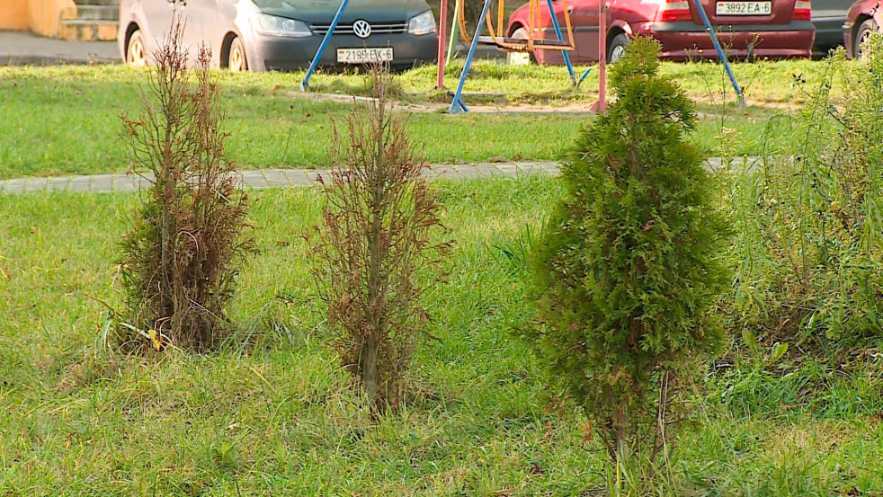 Вместо деревьев — пустота: прокуратура Могилёвской области вскрыла масштабные нарушения в озеленении