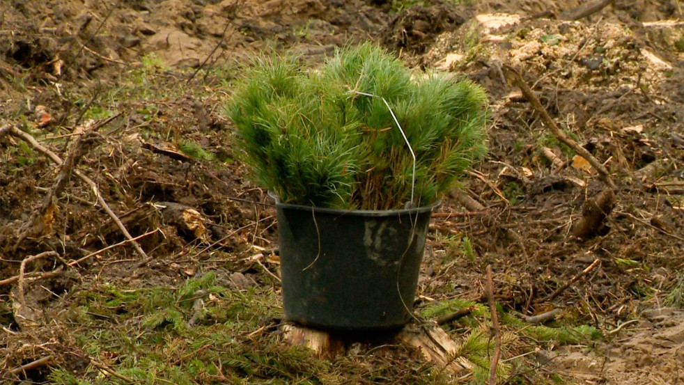 Кедры Приморья в Беларуси: как 15 000 деревьев стали символом дружбы