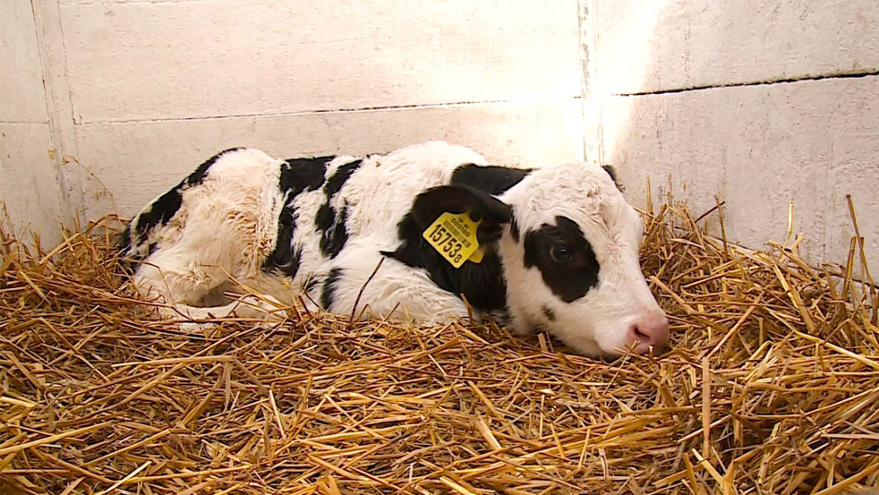 Не ради проверок, а ради результата: контроль за содержанием телят на Могилёвщине