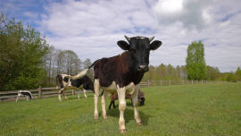 Можно ли заработать на молоке? История о том, как простое молоко стало делом жизни!