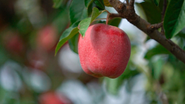 Все эти деревья — часть семьи!