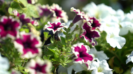 Город, где клумбы — это искусство, а скверы — гордость