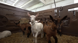 Козы с высоким генетическим потенциалом: будущее животноводства в Беларуси