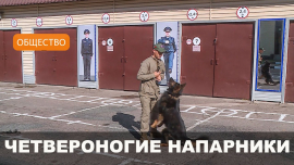 Как четвероногие охранники спасают людей?