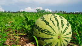Новые цели! На Могилевщине выращиваем сою, фундук и грецкий орех, арбузы.
