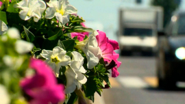 Как расцветает и наполняется красками областной центр?