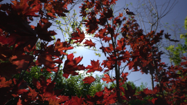 Владимир Пуховский в 90-е оставил город, переехал в свой дом и вместо картошки со свеклой посадил… клёны