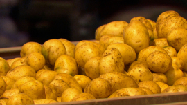 Шкловской картошки хватит всем!