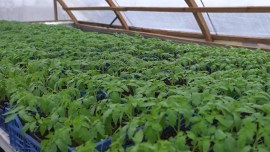 От пары грядок — к овощной империи!