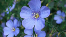 Белорусский лен — это не просто экологичный выбор, но и настоящий модный тренд!