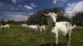 Козы, которые умеют делать бизнес не хуже, чем бодаться