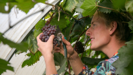 Хотел спасти виноград, а в итоге устроил адскую теплицу