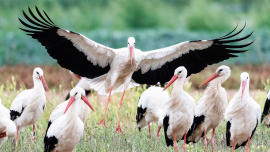 А вы знаете, как живут белорусские аисты в Африке?