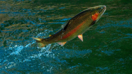 Раньше закупали в Европе, а теперь будем производить свое!