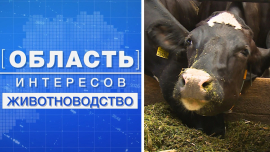 Животноводство // Область интересов