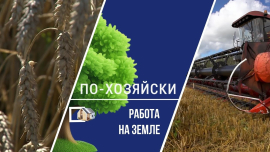 Миллион тонн труда / Наперегонки с погодой / Жатва на Могилёвщине / По-хозяйски