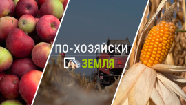 150 яблок с одного дерева / Плодородное поле на непригодной земле / Белорусские яблоки /По-хозяйски