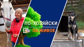 Если их не покупают — они идут на мясокомбинат // На приеме у ветврача даже крокодил // По-хозяйски