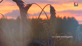 Золотые поля и труд хлеборобов — гордость и богатство нашей Могилёвщины