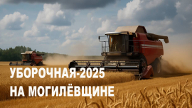 Под солнцем и дождём // Как идёт жатва на Могилёвщине // Все по делу