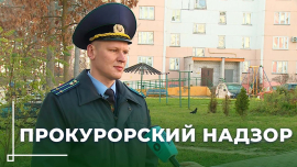 Вместо деревьев — пустота: прокуратура Могилёвской области вскрыла масштабные нарушения в озеленении