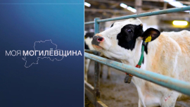 Развитие сельского хозяйства Беларуси: животноводство Могилевской области