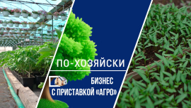 Из черенка инжира — в бизнес, из дачи — в дело жизни / Так выглядит агробизнес по-белорусски
