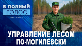 Лесники Могилёвщины: про восстановление лесов, иностранных охотников и переработку древесины