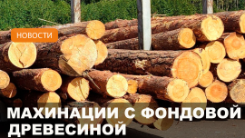 Махинации с древесиной в Чаусском лесхозе // EXtreme-среда