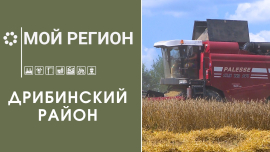 Урожай — дело общее // Герефорд — мясная порода коров // Мой регион // Дрибинский район